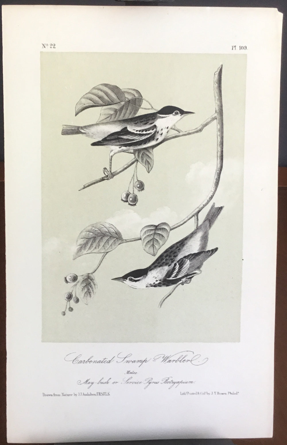 Audubon Octavo Carbonated Swamp Warbler, plate 109, uncolored test sheet, darker tint, 7 x 11