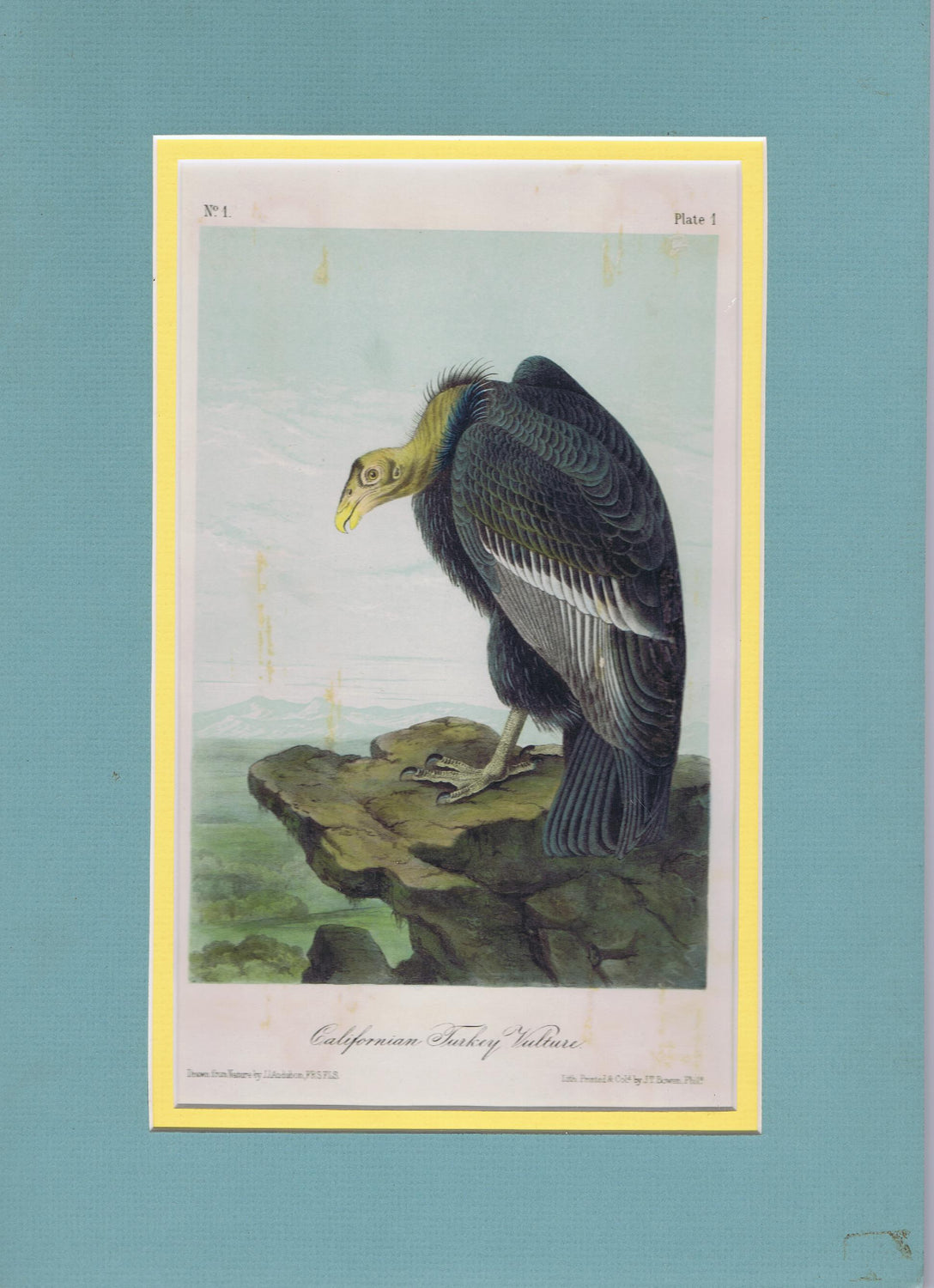 Audubon Original Octavo Matted, California Turkey Buzzard, plate 1