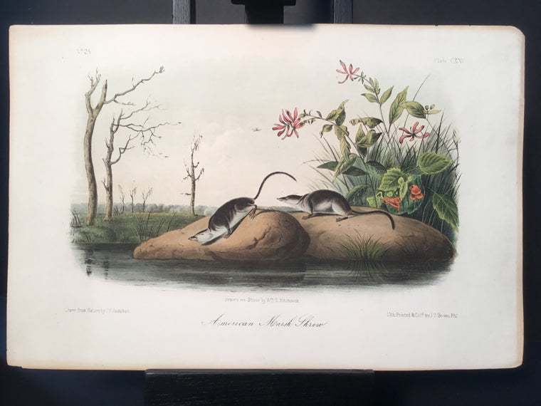 Lord-Hopkins Collection - American Marsh Shrew