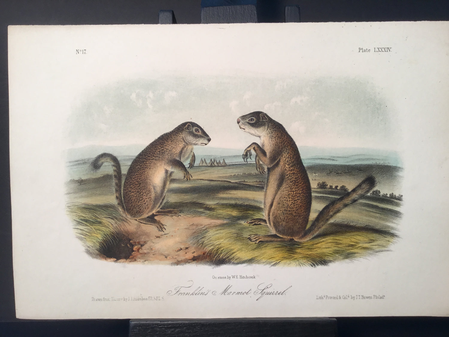 Lord-Hopkins Collection - Franklin’s Marmot Squirrel