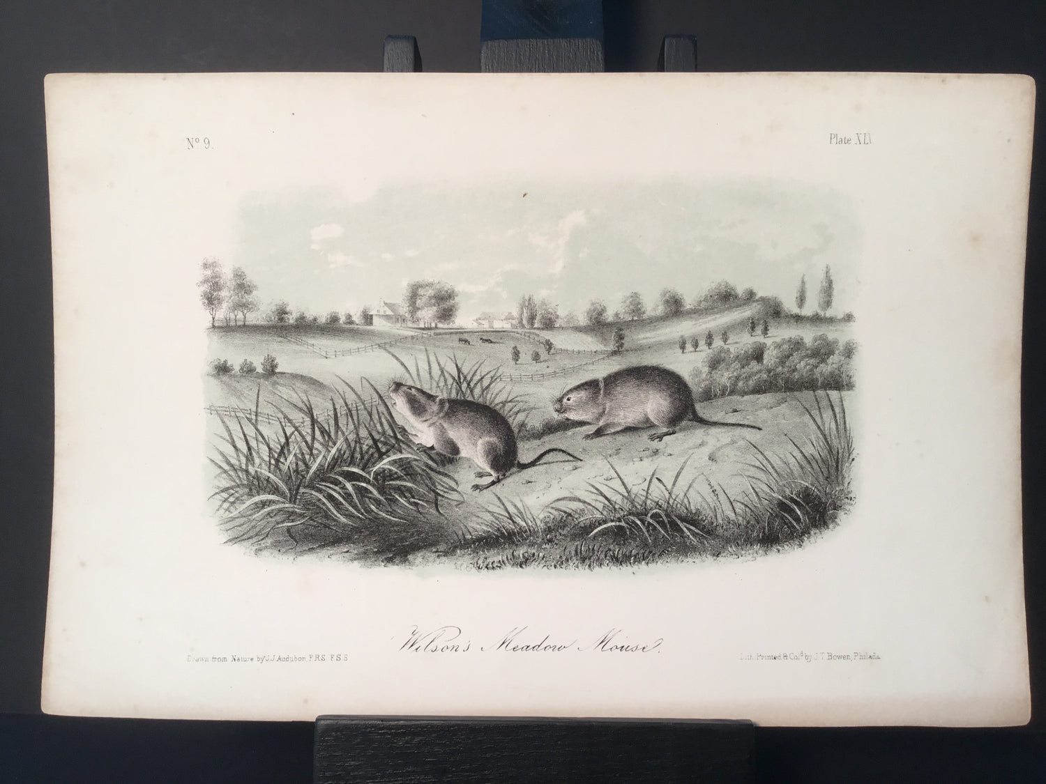 Lord-Hopkins Collection - Wilson’s Meadow Mouse
