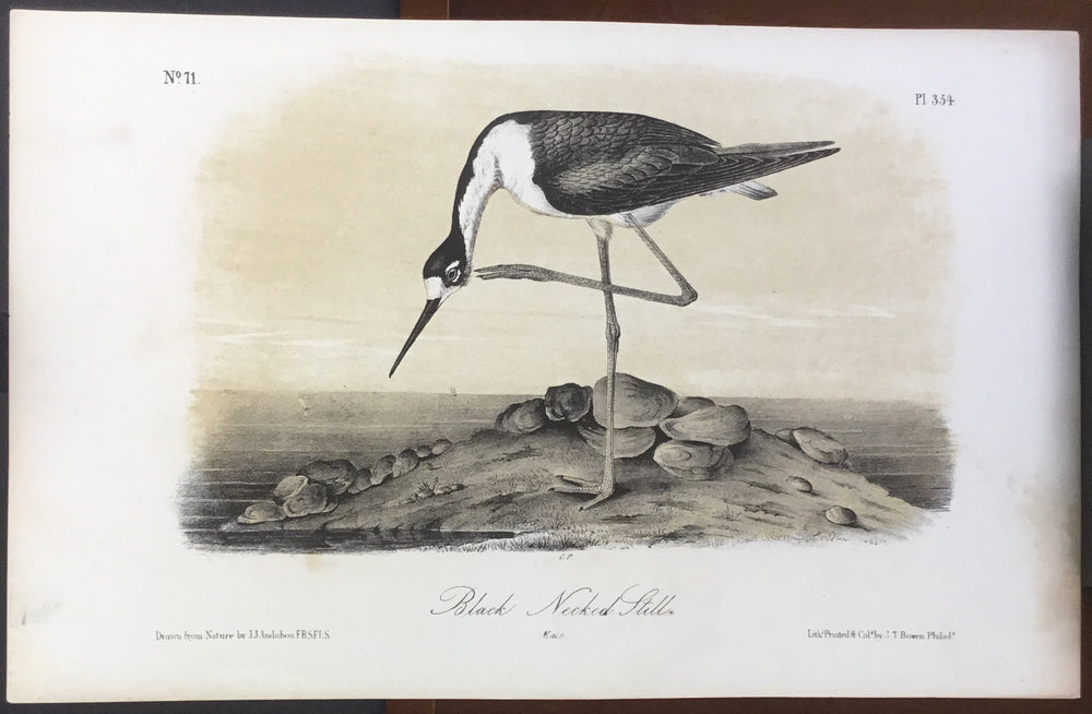 Audubon Octavo Black-necked Stilt, plate 354, uncolored test sheet, 7 x 11