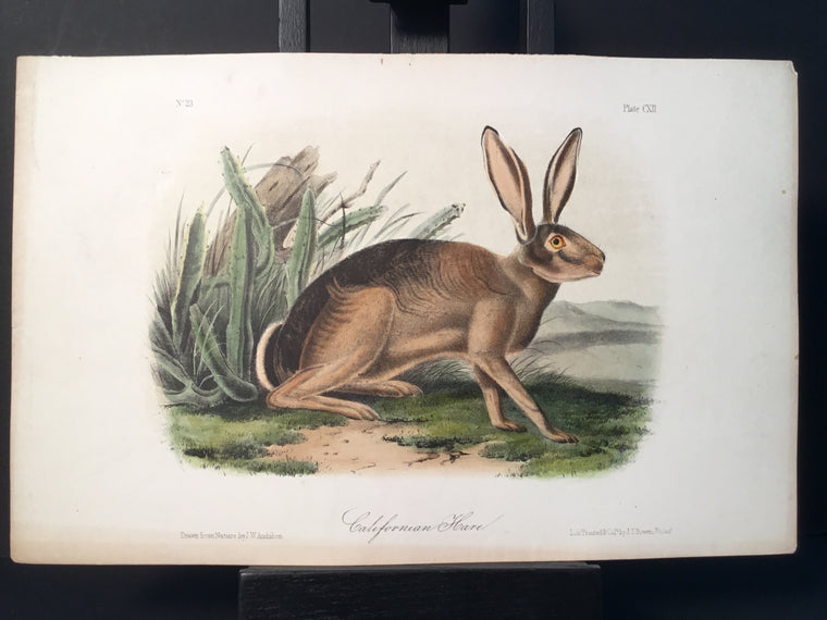 Lord-Hopkins Collection - California Hare
