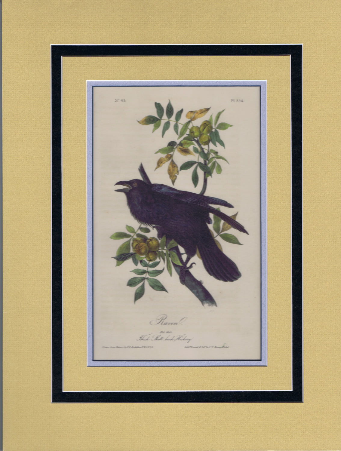 Audubon Original Octavo Matted, The Raven, plate 224