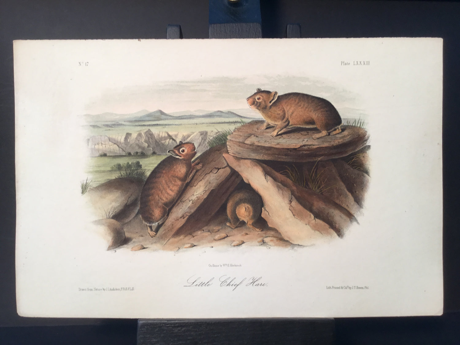 Lord-Hopkins Collection - Little Chief Hare