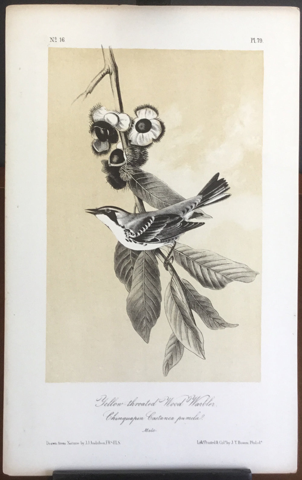 Audubon Octavo Yellow-throated Wood Warbler, plate 79, uncolored test sheet, 7 x 11