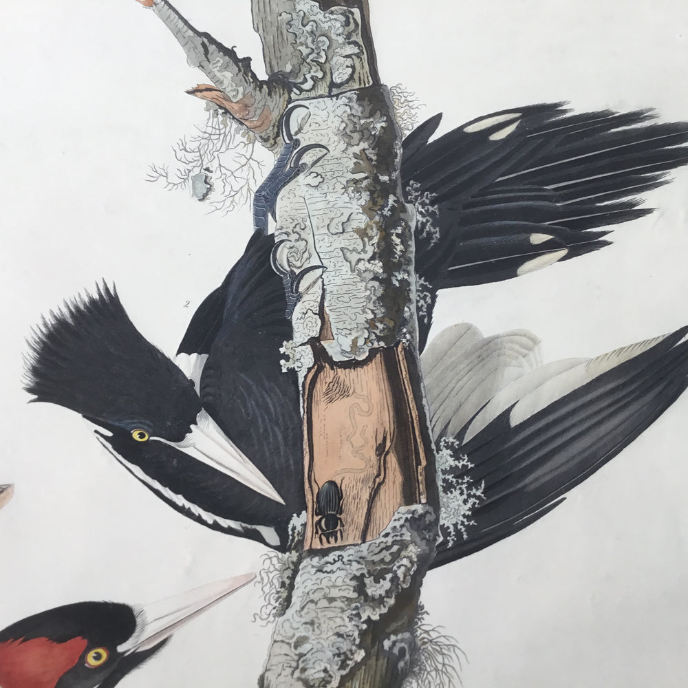 
                  
                    Original Audubon Havell Ivory-billed Woodpecker
                  
                