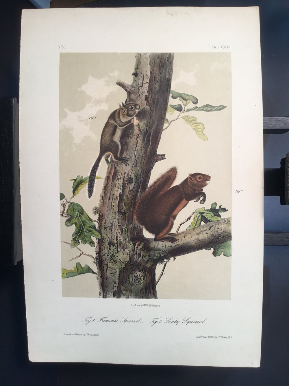 Lord-Hopkins Collection - Sooty Squirrel
