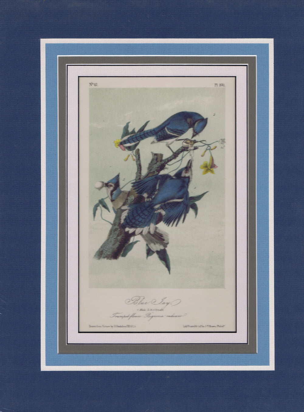 Audubon Original Octavo Matted, The Blue Jay, plate 231