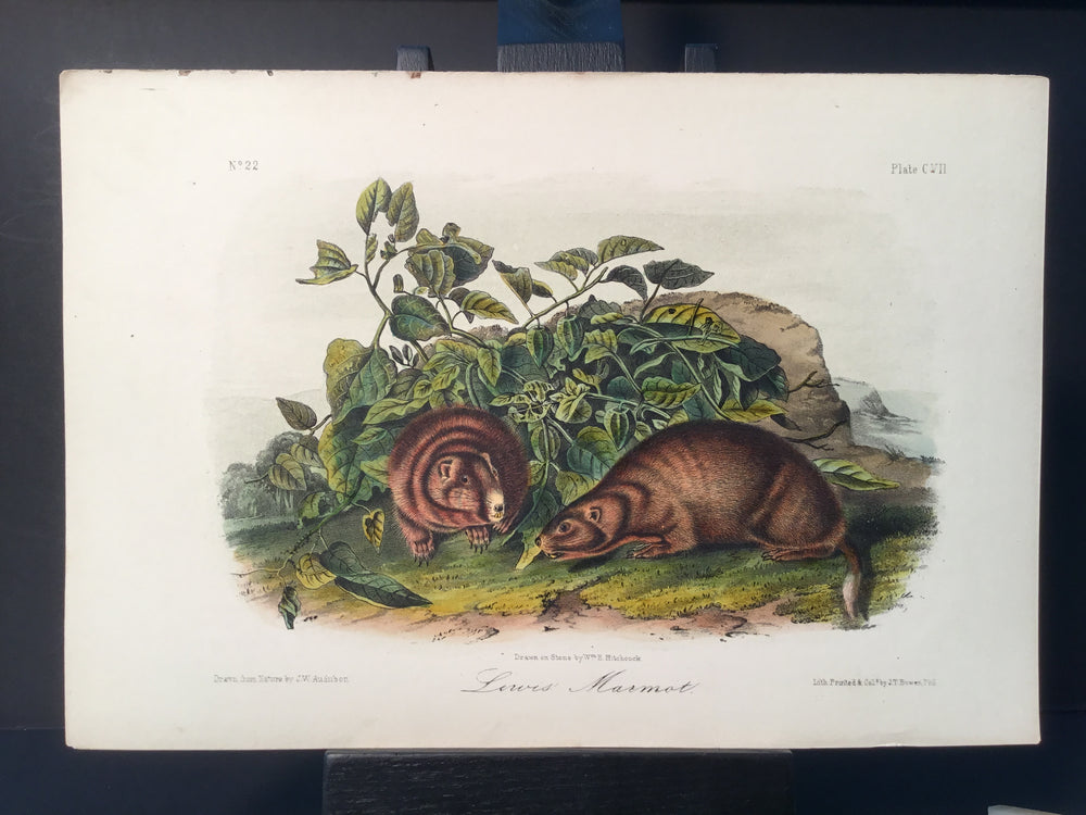 Lord-Hopkins Collection - Lewis’ Marmot