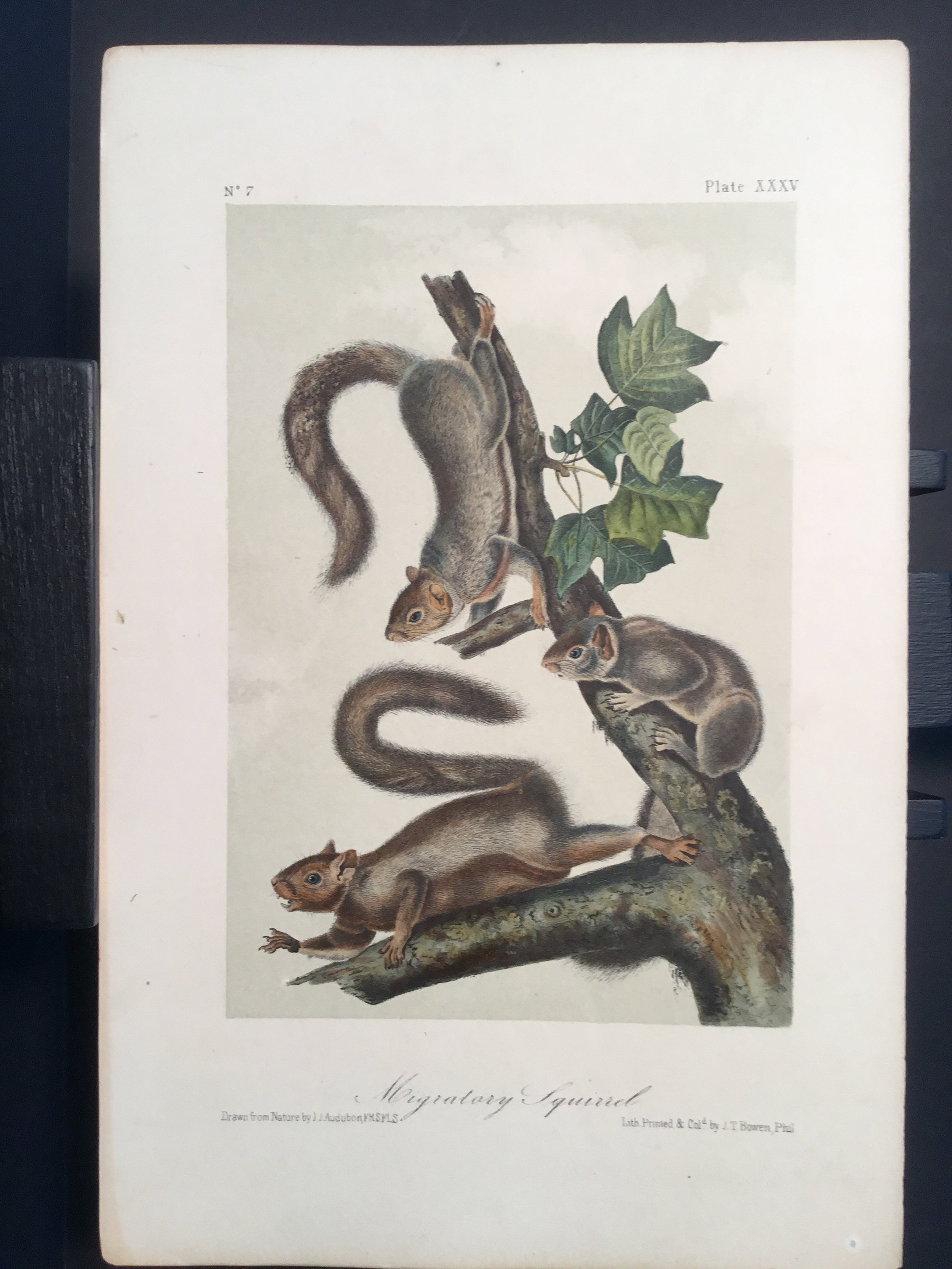 Lord-Hopkins Collection - Migratory Squirrel – Princeton Audubon Prints