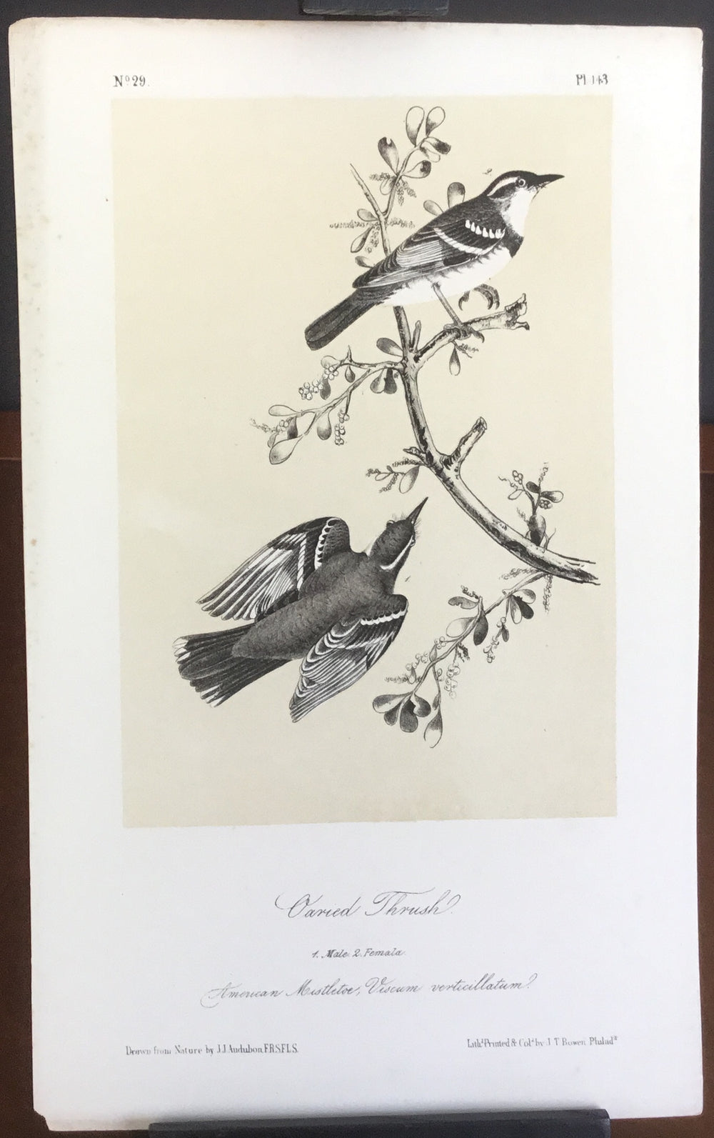 Audubon Octavo Varied Thrush, plate 143 (2), uncolored test sheet, 7 x 11