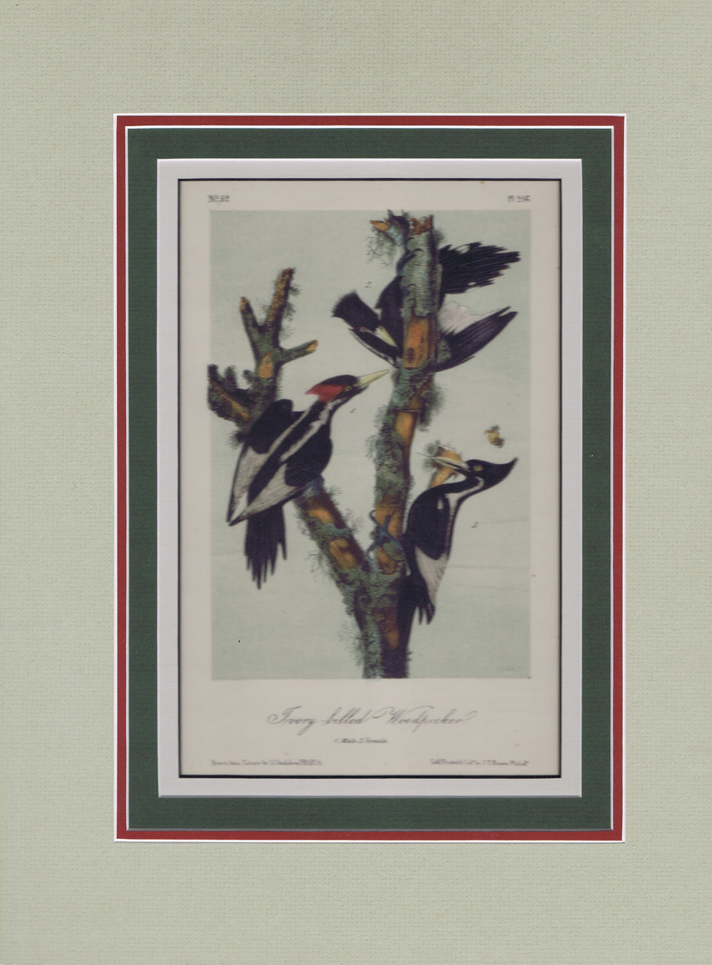 Audubon Original Octavo Matted, Ivory Billed Woodpecker, plate 256