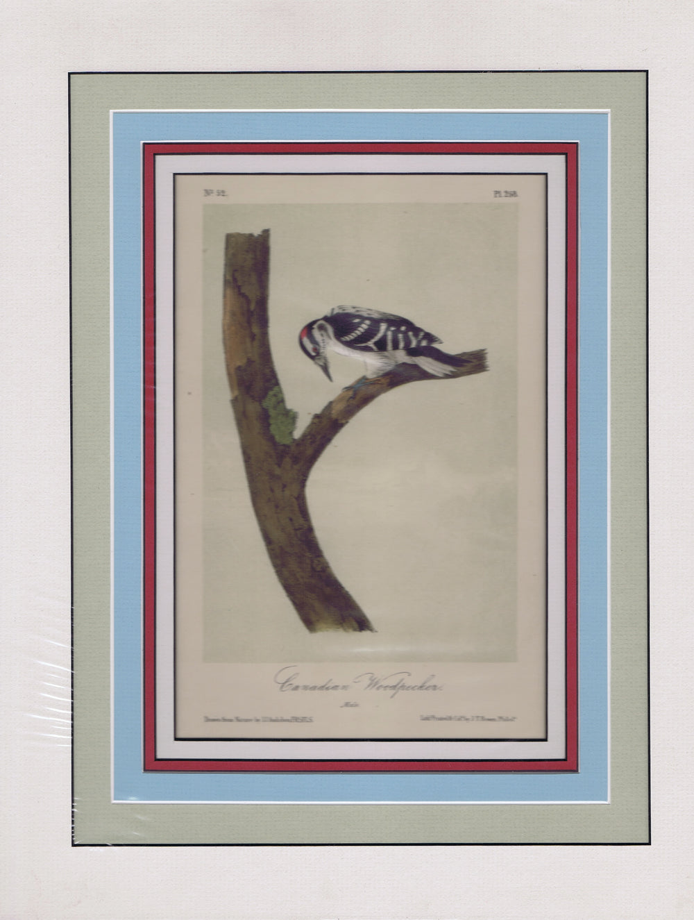Audubon Original Octavo Matted, Canadian Woodpecker, plate 258