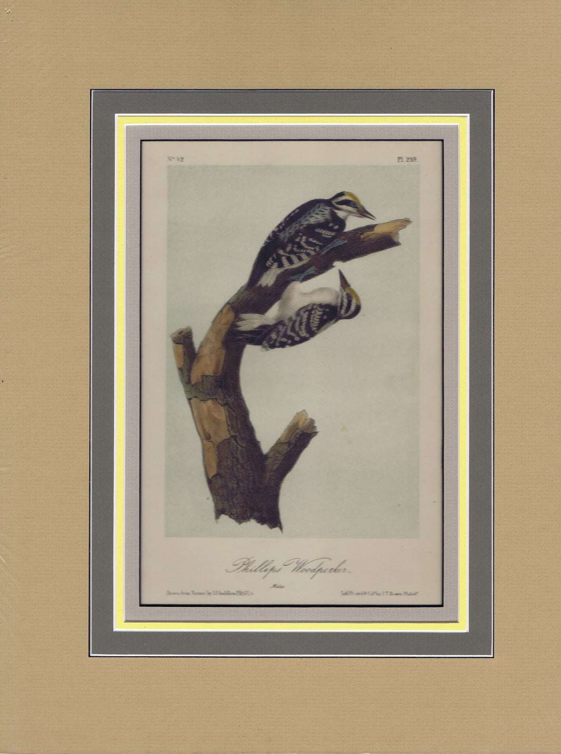 Audubon Original Octavo Matted, Phillips Woodpecker, plate 259