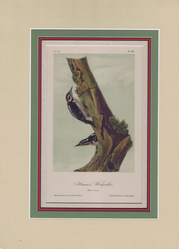 Audubon Original Octavo Matted, Harris's Woodpecker, plate 261