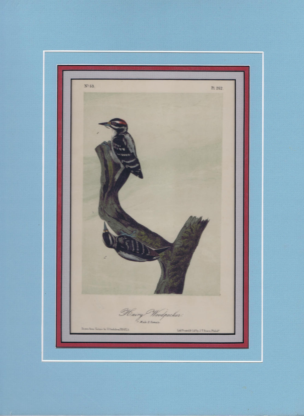 Audubon Original Octavo Matted, Hairy Woodpecker, plate 262