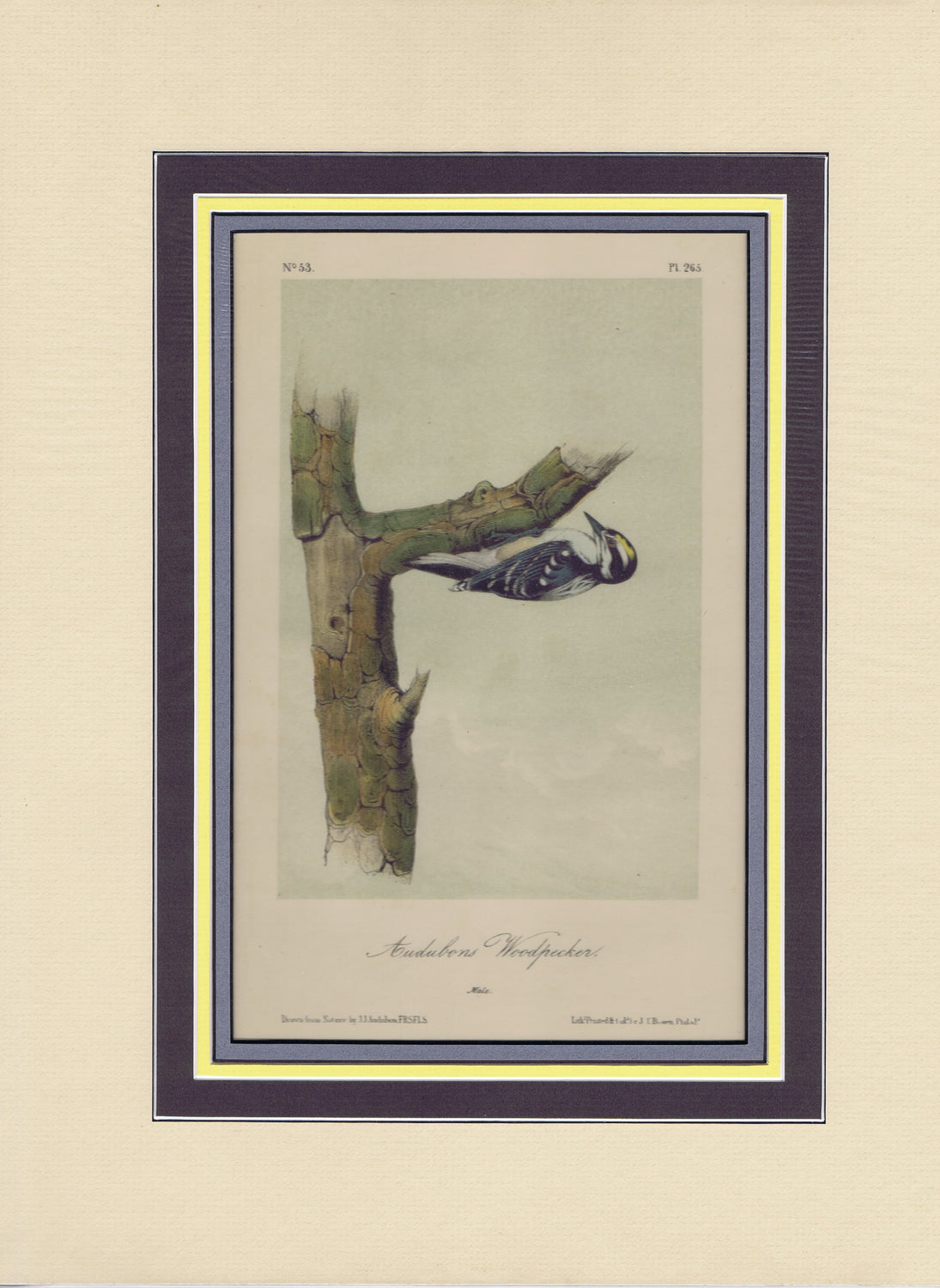 Audubon Original Octavo Matted, Audubon's Woodpecker, plate 265