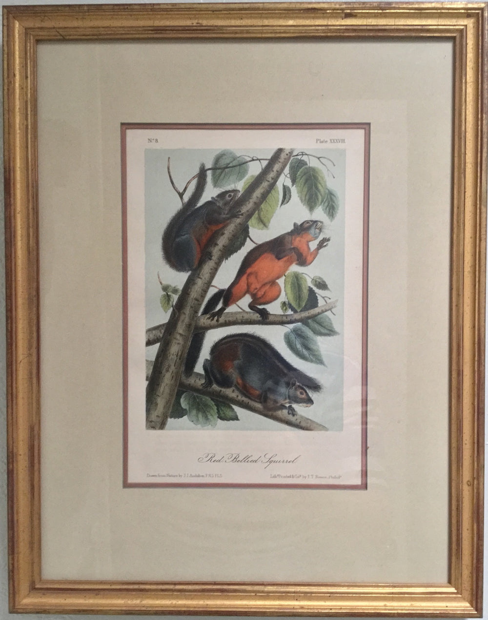 Original Audubon Red Bellied Squirrel , Plate 38 (Framed)