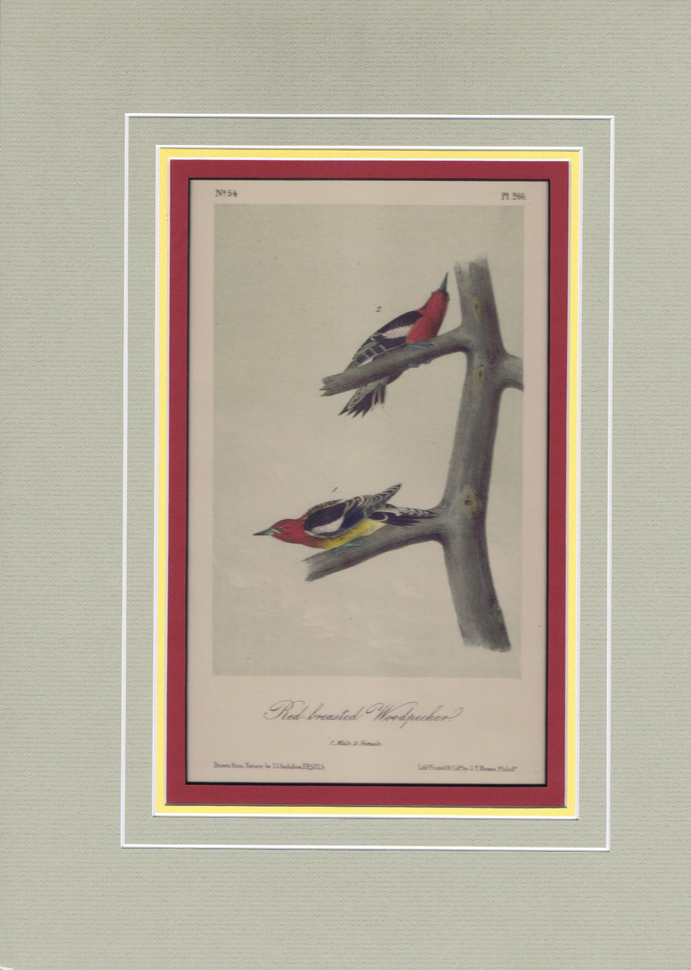 Audubon Original Octavo Matted, Red Breasted Woodpecker, plate 266