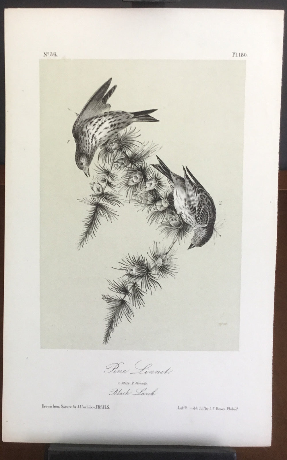 Audubon Octavo Pine Linnet, plate 180, uncolored test sheet, 7 x 11