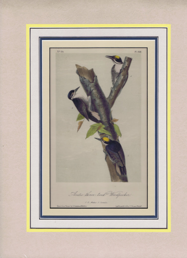 Audubon Original Octavo Matted, Artic Three-toed Woodpecker, plate 268