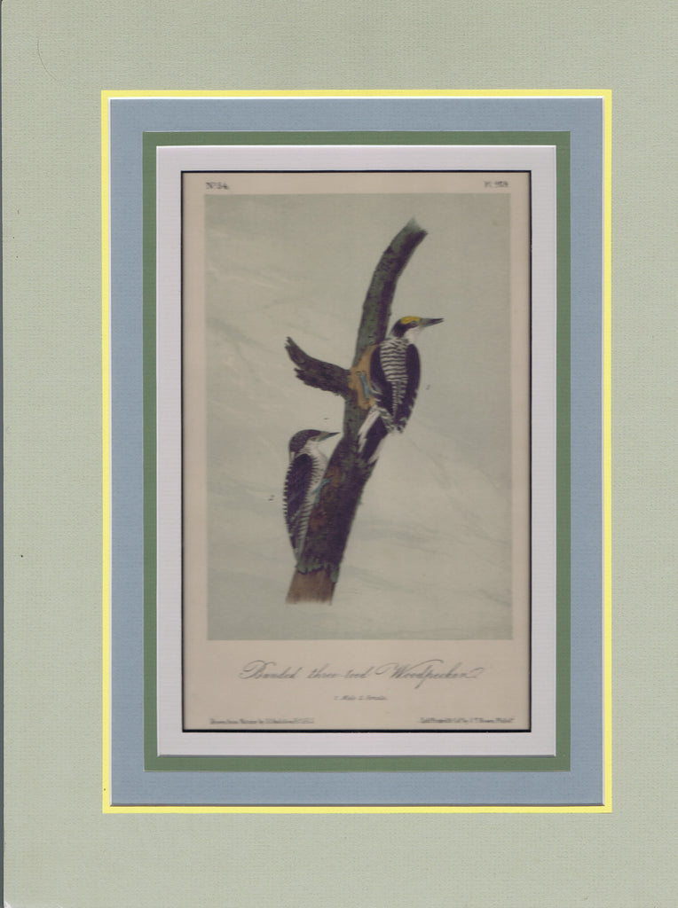 Audubon Original Octavo Matted, Banded Three-toed Woodpecker, plate 269