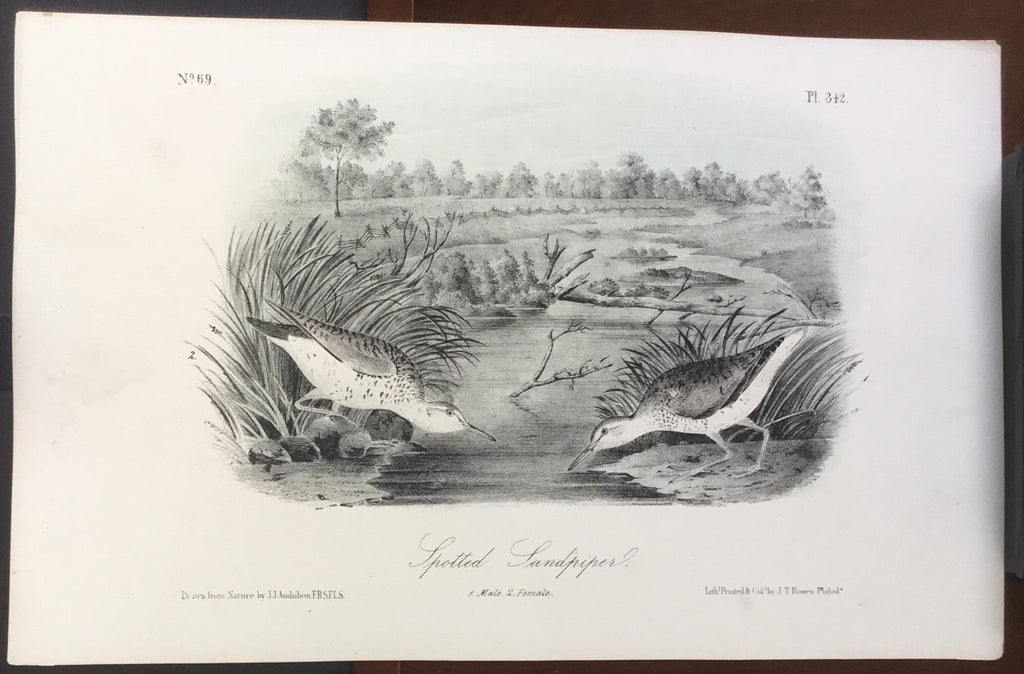 Audubon Octavo Spotted Sandpiper (3), plate 342, uncolored test sheet, 7 x 11