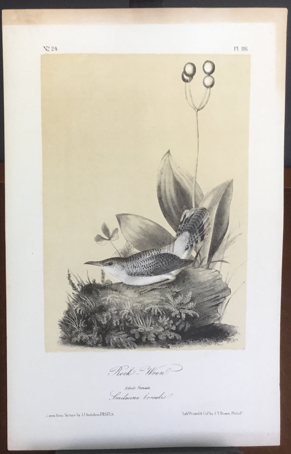 Audubon Octavo Rock Wren, plate 116 (3), uncolored test sheet, 7 x 11