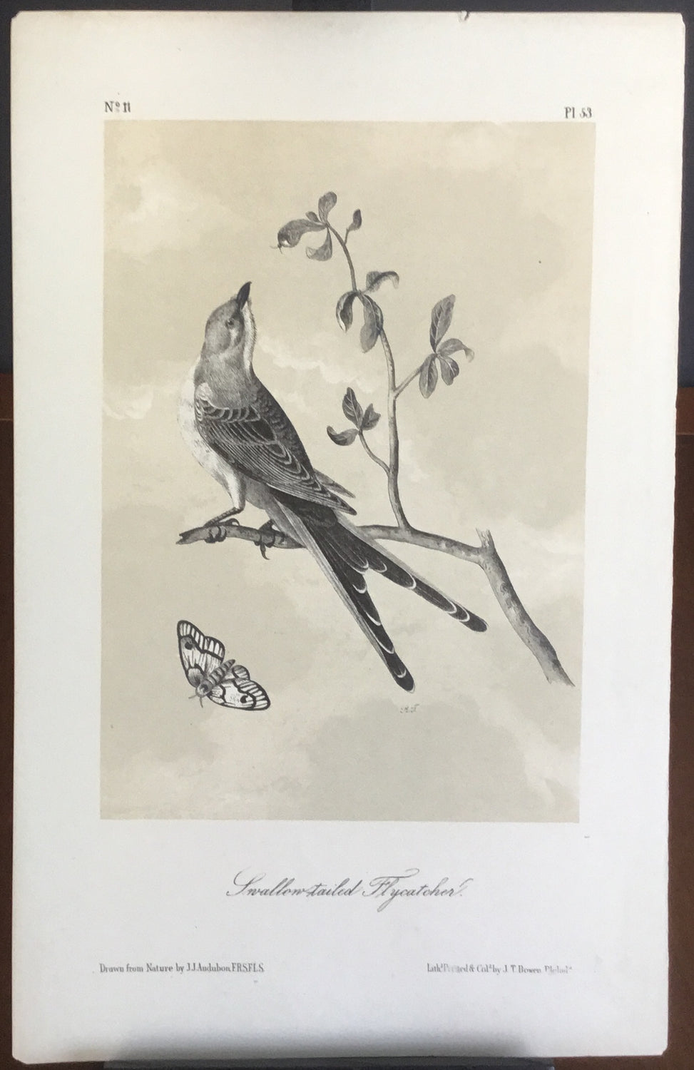 Audubon Octavo Swallow-tailed Flycatcher, plate 53, uncolored test sheet. 7 x 11