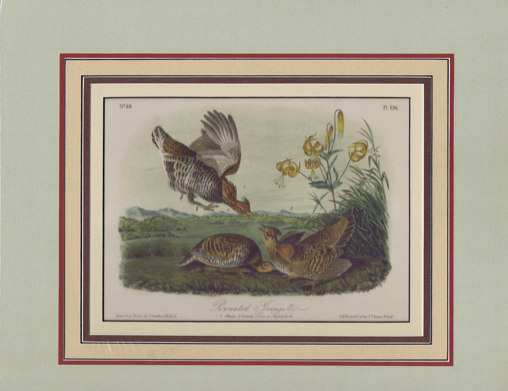 Audubon Original Octavo Matted, Pinnated Grous, plate 296