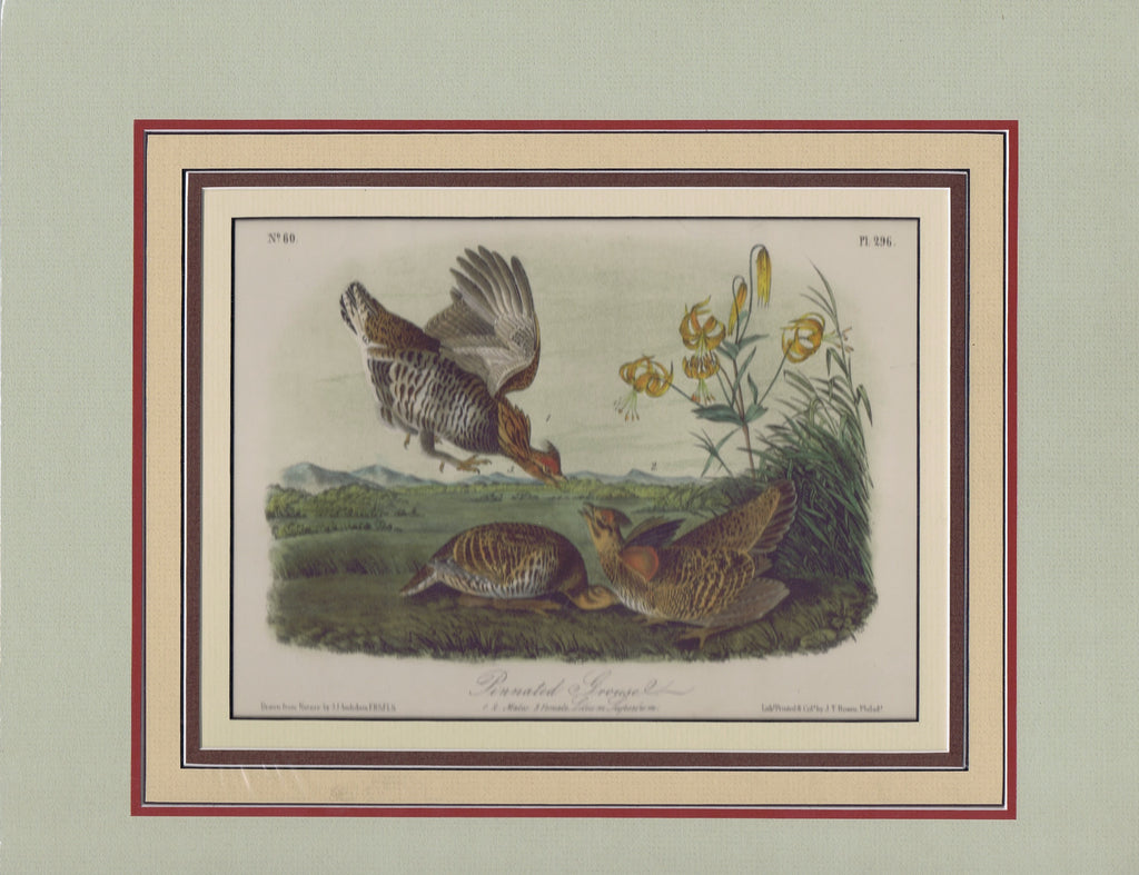 Audubon Original Octavo Matted, Pinnated Grous, plate 296