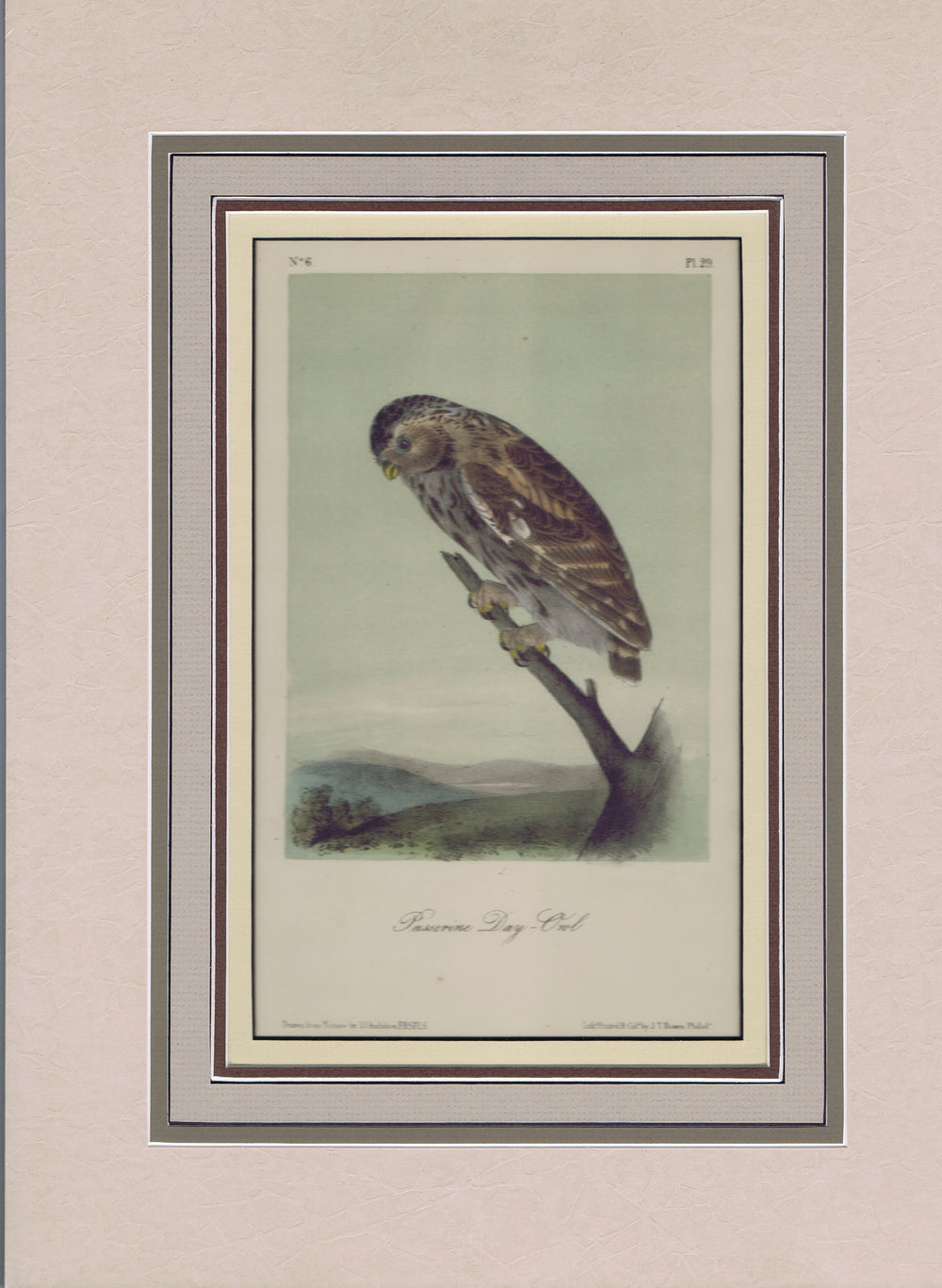 Audubon Original Octavo Matted, Little Day Owl. plate 29