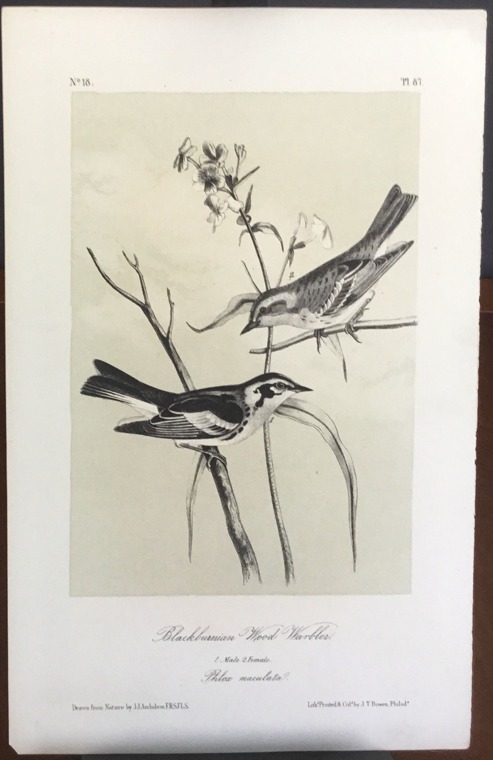 Audubon Octavo Blackburnian Wood Warbler, plate 81, uncolored test sheet, 7 x 11