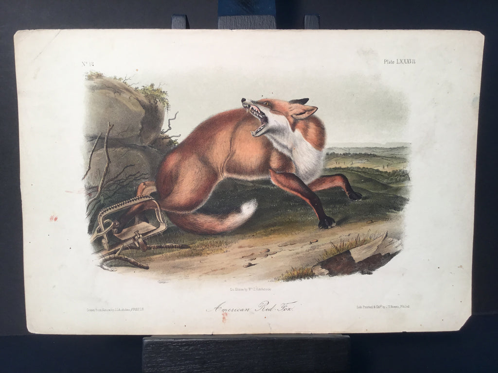 Lord-Hopkins Collection - American Red Fox