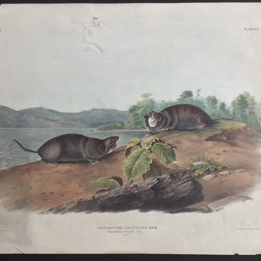 
                  
                    Lord-Hopkins Collection (Bowen pattern print), Audubon Original Imperial plate 110, Mole Shaped Pouched Rat
                  
                