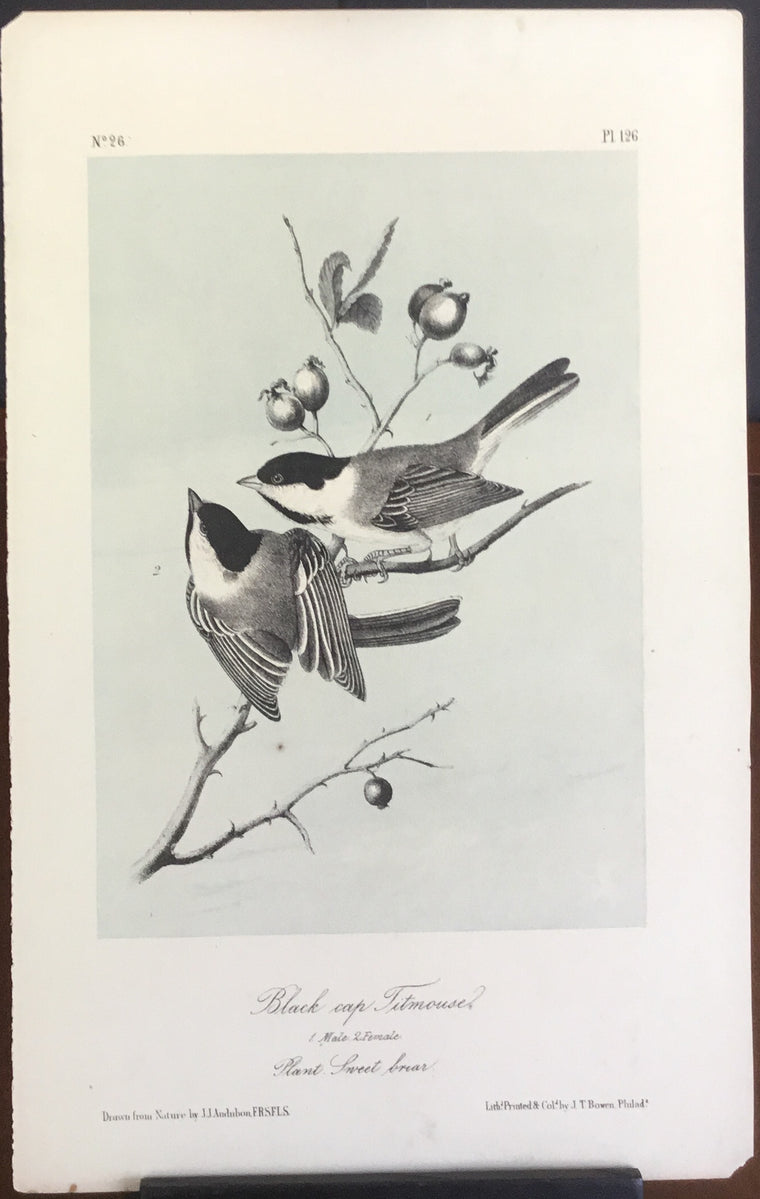 Audubon Octavo Black-cap Titmouse, plate 126, uncolored test sheet, 7 x 11