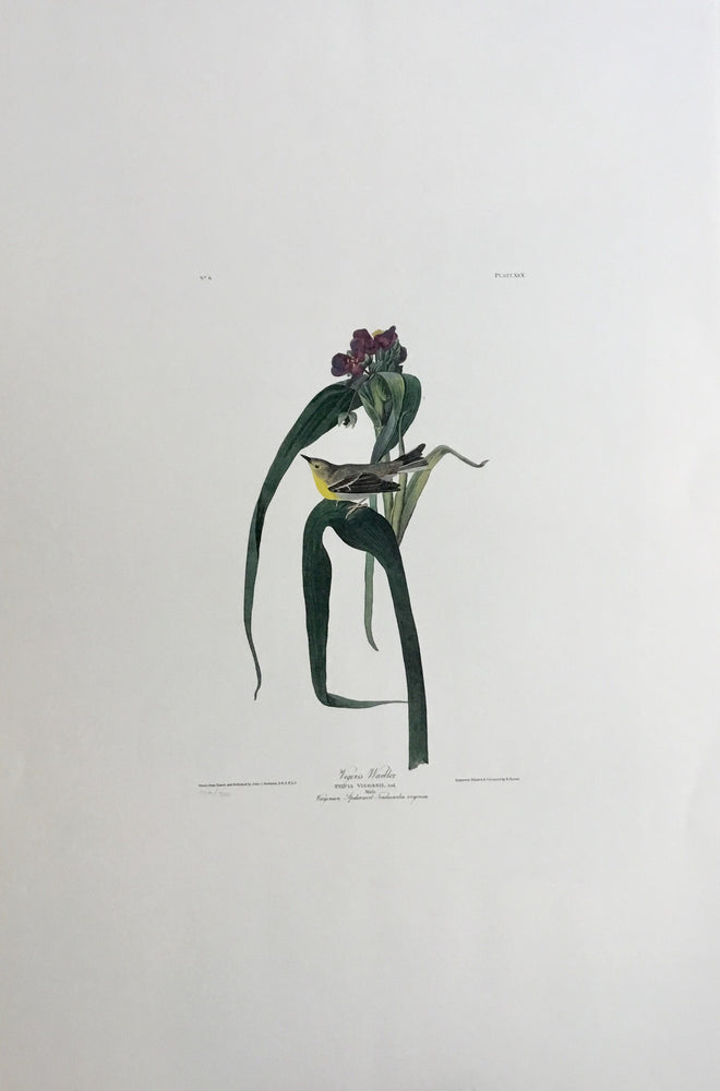 Audubon print Vigors’s Warbler