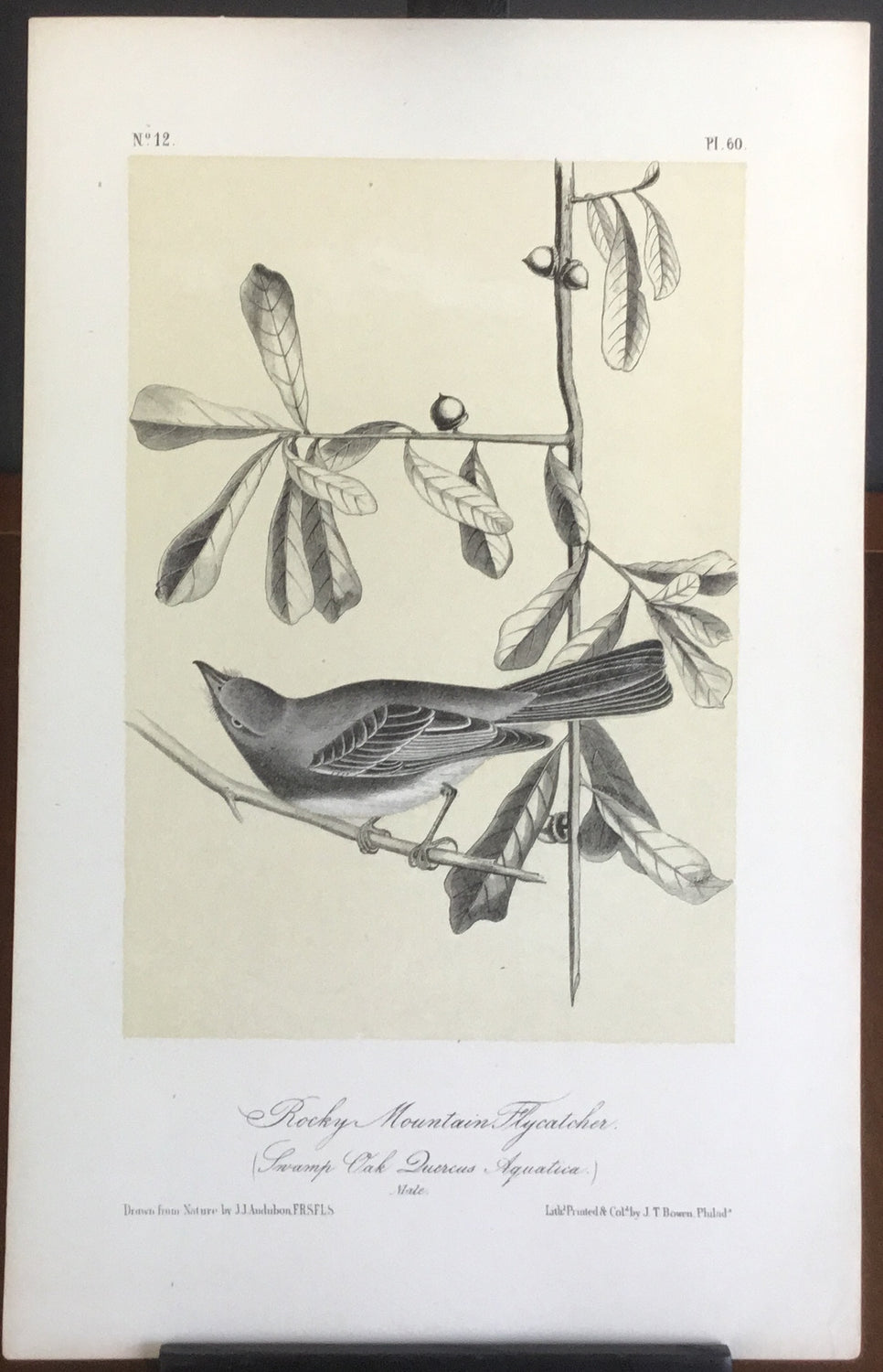 Audubon Octavo Rocky Mountain Flycatcher, plate 60, uncolored test sheet. 7 x 11