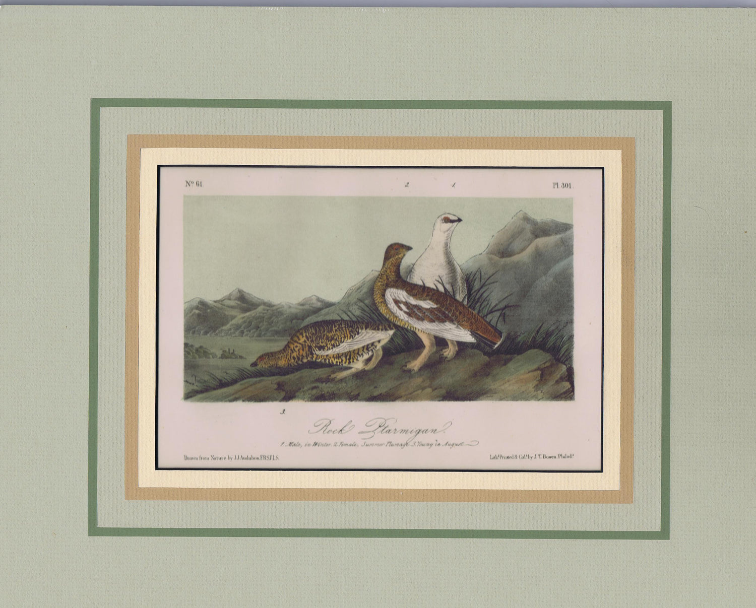 Audubon Original Octavo Matted, Rock Ptarmigan, plate 301