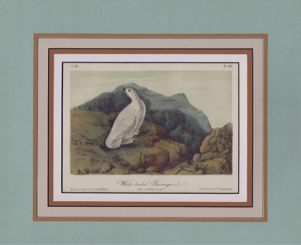 Audubon Original Octavo Matted, White-tailed Ptarmigan, plate 302