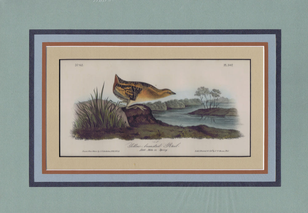 Audubon Original Octavo Matted, Yellow Breasted Rail, plate 307