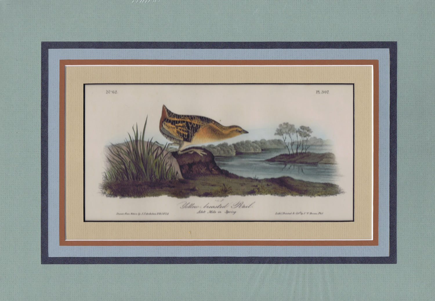 Audubon Original Octavo Matted, Yellow Breasted Rail, plate 307