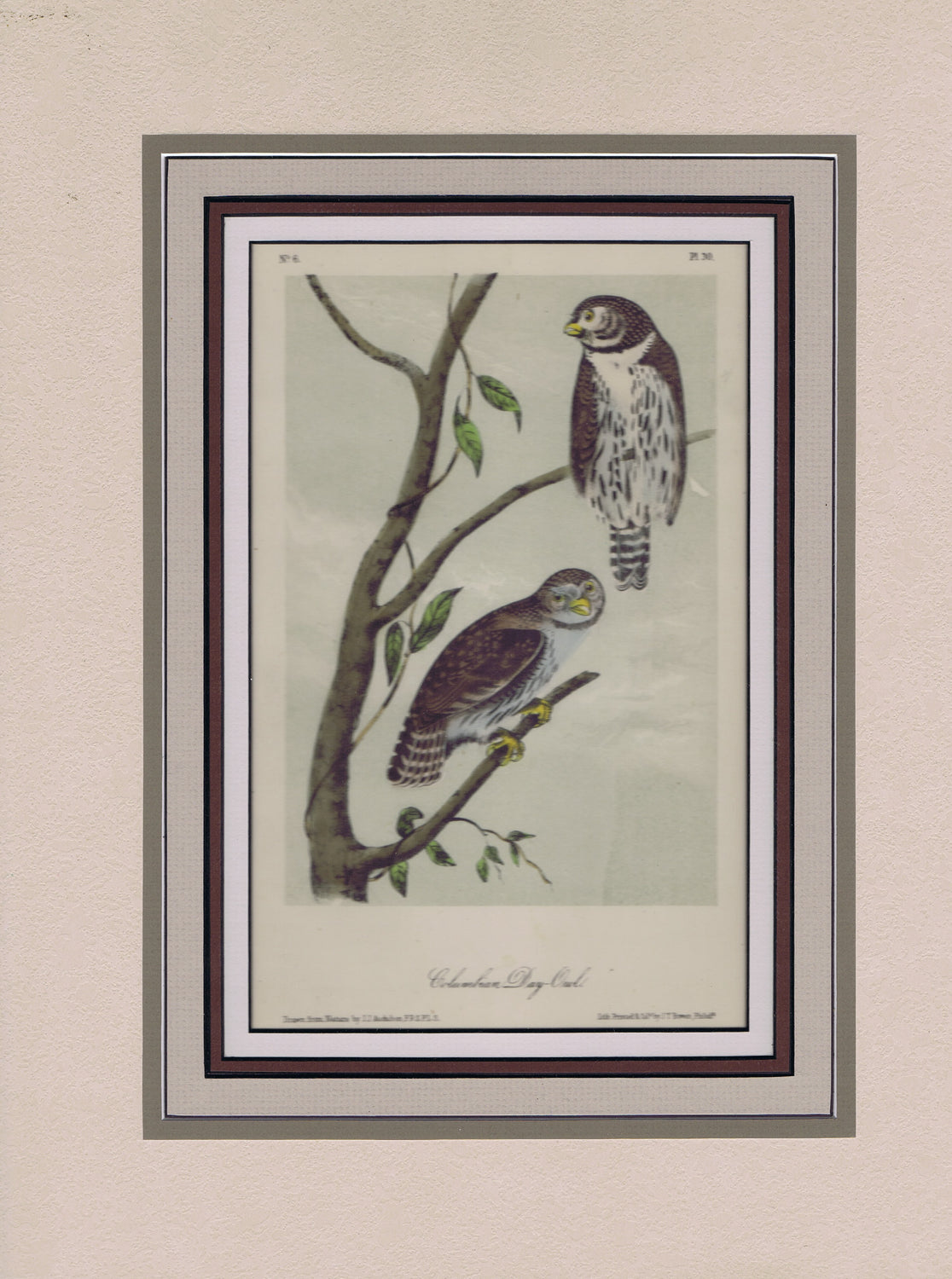Audubon Original Octavo Matted, Columbian Day Owl. plate 30