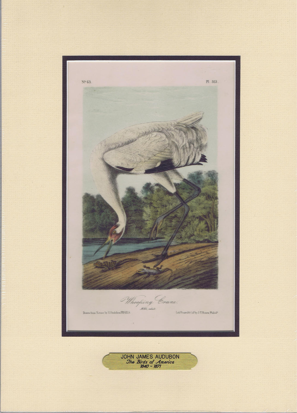Audubon Original Octavo Matted, Whooping Crane, plate 313
