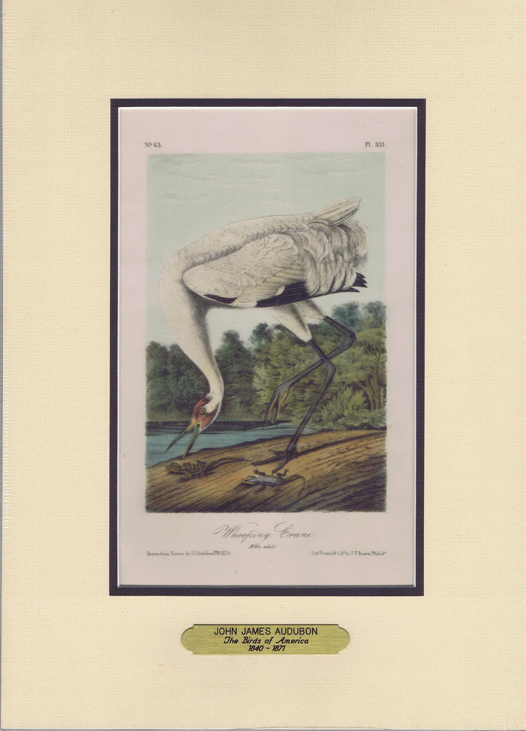 Audubon Original Octavo Matted, Whooping Crane, plate 313