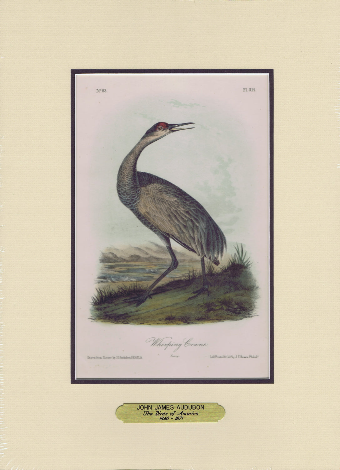 Audubon Original Octavo Matted, Whooping Crane Young, plate 314