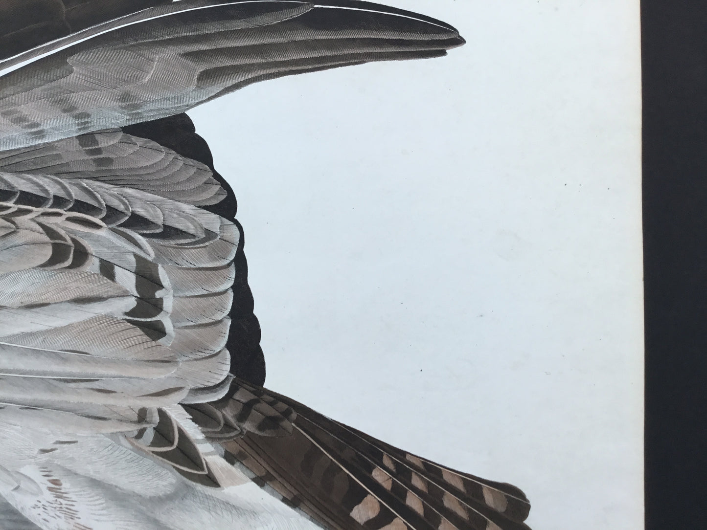 Original Audubon Havell Osprey or Fish Hawk, plate 81. – Princeton
