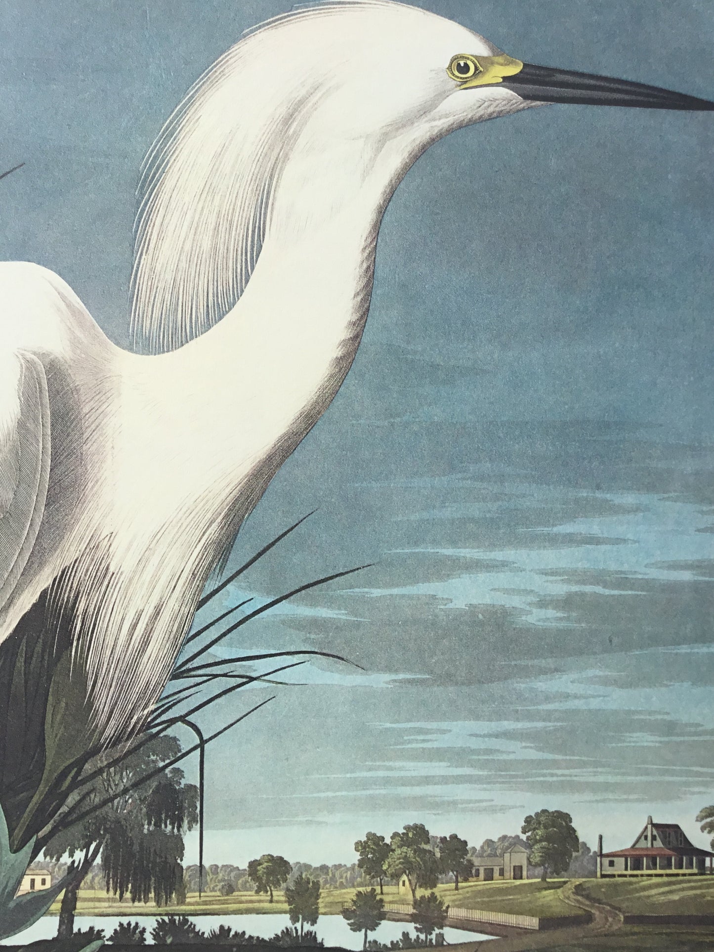 Snowy Heron / Egret Princeton Print