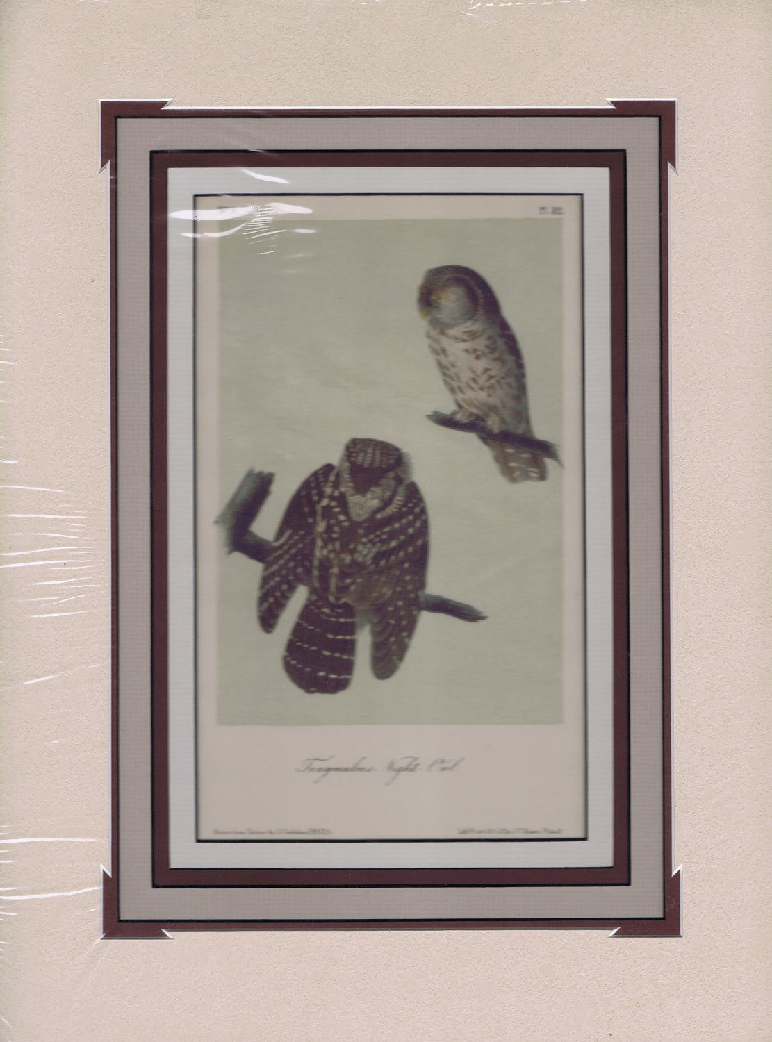 Audubon Original Octavo Matted, Tengmalms Owl, plate 32